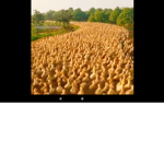 THE DUCKY ONES