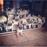 The ultimate squishy pugs!!!!!