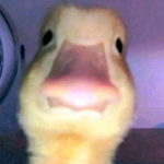 the ducky studio