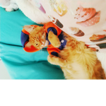 Simba in the hoodie squad