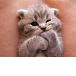 Marshmallow Kittens Group Thumbnail