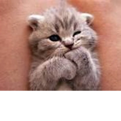 Marshmallow Kittens Roblox group icon