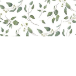 Koalas and gum leaves