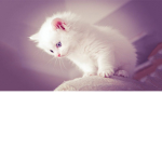 ANGEL :D