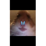 Izzyloloof