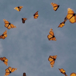 flutterss