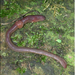 The worm family