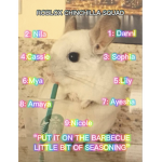 CHINCHILLASQUAD