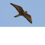 Falcon's Gymnastics