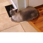 ALEX THE FAT CAT.