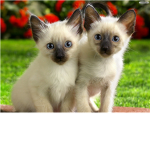 ^ܫ^ Action Kitteh * Meow * ^ܫ^