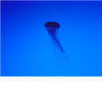 THE JELLY FISH GROUP