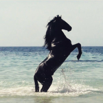 East coast equestrians
