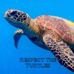 Respect the turtles!!!