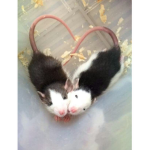 Die krassen ratten