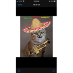TacoLizzyTaco