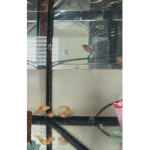 God created the fish