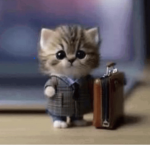 The Cat Emperors