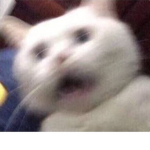 C4T5 K1NGD0M