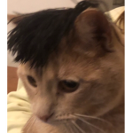Canadian cat game’s