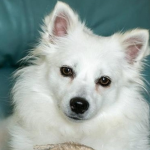 Luna our dog