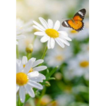 FlowersandButterflies