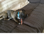 New puppy in are family