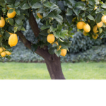 Lem0n Tree