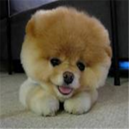 boo the dog Roblox decal