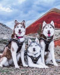 Joy's Husky Squad