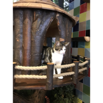 The jungle cats
