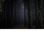 A forest