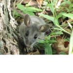 mouse union