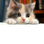 Cute Cats Club :