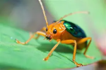 Coleoptera Games