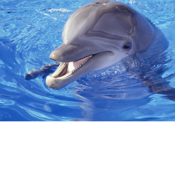 Feed the Dolphin