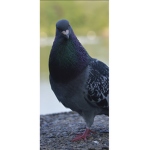 The official pigeon army