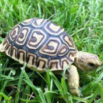 -tortoise for life-