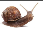Snails and Mushrooms