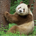 the Brown panda