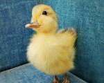 Yellow Ducky Gang