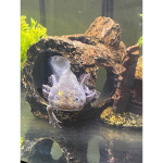 Axolotl meet up