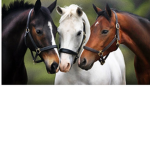 The HorseRidingTales