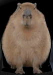 Gentlemen capybara