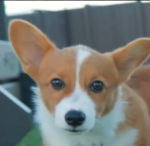LONG LIVE CORGIS