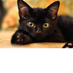 Itz Kitten Group