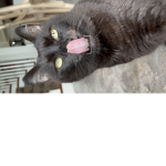 Camel_Cats