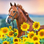 ~*+Sunflower Riding Academy+*~