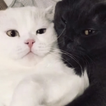 luffs