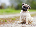 Sir Woof!